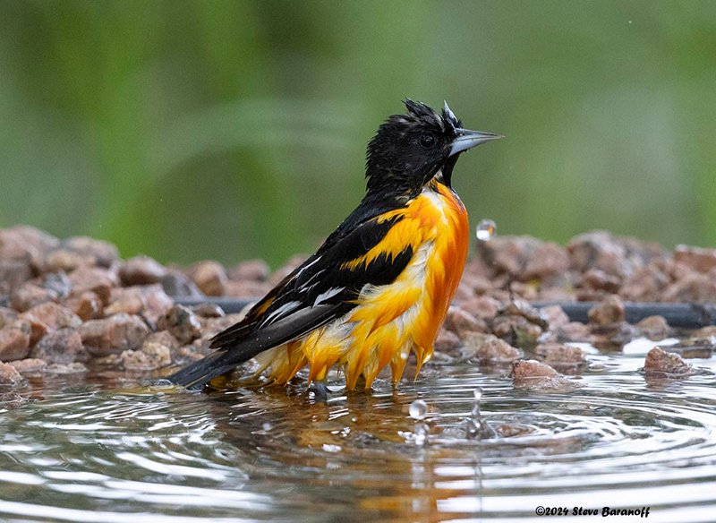 _B248146 baltimore oriole.jpg